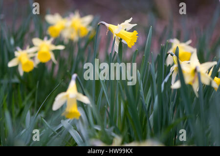 Flowering wild daffodils (Narcissus pseudonarcissus pseudonarcissus). Native daffodil, aka lent lily, in flower in Oyster's Coppice woodland, UK Stock Photo
