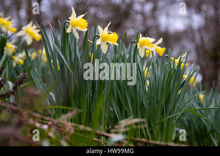 Flowering wild daffodils (Narcissus pseudonarcissus pseudonarcissus). Native daffodil, aka lent lily, in flower in Oyster's Coppice woodland, UK Stock Photo