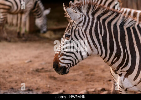 Zebra animal in the Parque de la Naturaleza de Cabarceno, Cantabria, Spain, Europe. Stock Photo