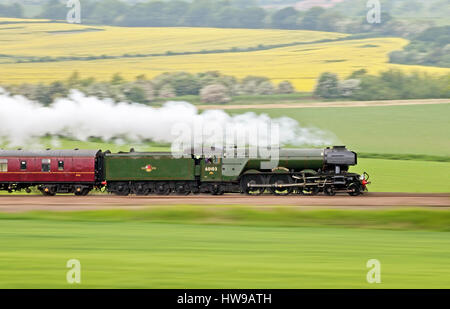 A3 Pacific No. 60103 'Flying Scotsman' races through the Derbyshire countryside near Staveley with a special from London to York on 4 June 2016. Stock Photo