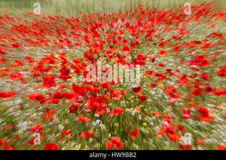 Abstract image of field of Common Red Poppies, Papaver rhoeas, in full bloom, Worcestershire, UK Stock Photo