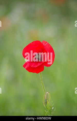 Portrait of single Common Red Poppy, Papaver rhoeas, in flower, Worcestershire, UK Stock Photo