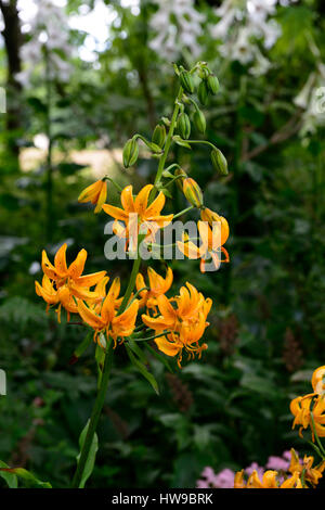 ilium hansonii, japanese turk's-cap lily, yellow, golden, lilies, lilium , flowers, flower, flowering, wood, woodland, shade, shady, shaded, RM Floral Stock Photo