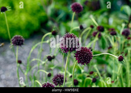 Scabiosa atropurpurea Chile Black, dark, purple, white, flower, flowers, flowering, perennial, RM Floral Stock Photo