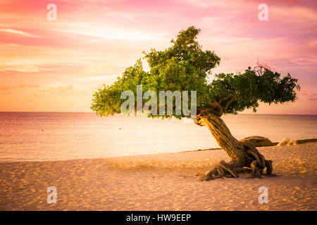 Beautiful divi divi tree at sunset on beach in Aruba Stock Photo