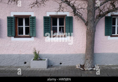 The tree grows next to the house on December 13, 2014 in Hallstatt, Austria. Stock Photo