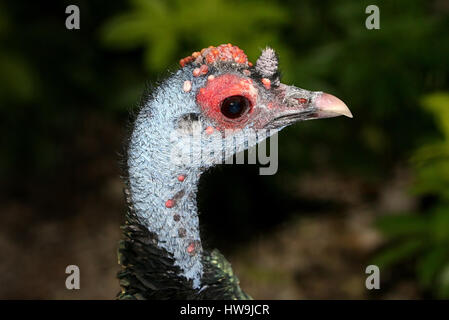 Male Ocellated turkey (Meleagris ocellata), native to the jungles of the Mexican Yucatán peninsula and Guatemala Stock Photo