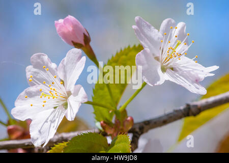 Two white Japanese cherry blossom - sakura flowers and one pink bud against blue and pink background. Closeup view. Joy and beauty of spring season. Stock Photo