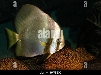 Orbicular batfishes (Platax orbicularis), Aquarium, Afrykarium, Zoo ...