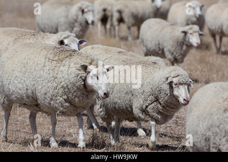 A photograph of some sheep on dry Australian farm in Central NSW. Stock Photo