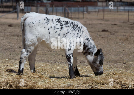 A photograph of a Speckle Park calf on a farm in central western NSW, Australia. It is one of only a few beef cattle breeds developed in Canada and wa Stock Photo