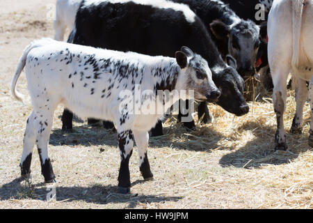 A photograph of a Speckle Park calf on a farm in central western NSW, Australia. It is one of only a few beef cattle breeds developed in Canada and wa Stock Photo