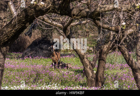 Female goat with her three kids basking in a field full of purple flowers in the midday sun. Stock Photo