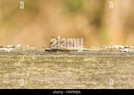 A male Common Darter (Sympetrum striolatum) basking in sun, Rye Harbour Nature reserve, East Sussex, UK Stock Photo