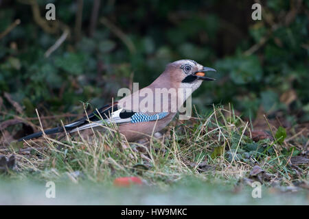 A Eurasian Jay (Garrulus glandarius) collecting peanuts in a garden, Hastings, East Sussex, UK Stock Photo