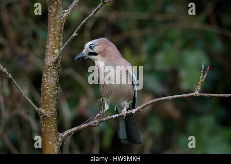 A Eurasian Jay (Garrulus glandarius) perched in Rowan tree, Hastings, East Sussex, UK Stock Photo