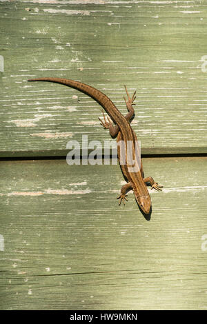 A Common lizard soaking up the sun on side of a bird watching hide, Rye Harbour Nature reserve, East Sussex, UK Stock Photo