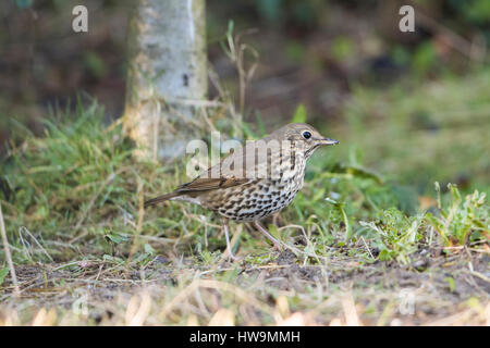 A Song Thrush (Turdus philomelos) searching for food in suburban garden, Hastings, East Sussex, UK Stock Photo