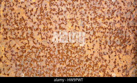 Zinc texture background, Rusted background Stock Photo