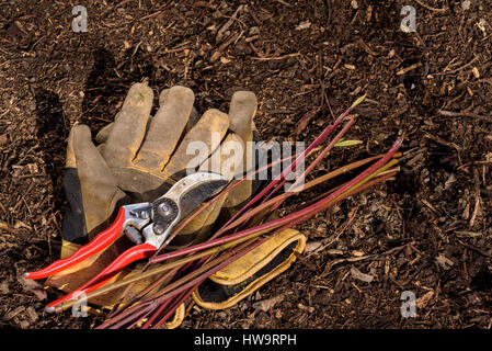 Garden gloves and secateurs laying on soil with some prunings. Stock Photo