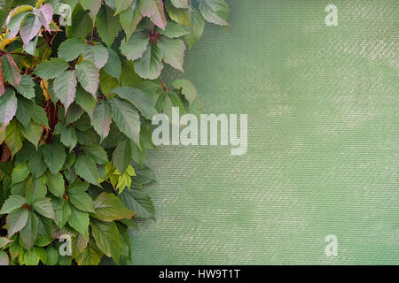 Natural frame of grape growing on the wall. Stock Photo