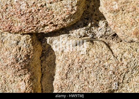 lizard bathing in the sun on rocks Stock Photo