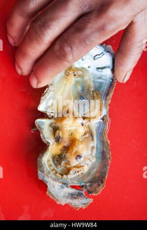 Vietnam, Halong Bay, floating cultured pearl farm, oyster with seed Stock Photo