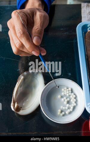 Vietnam, Halong Bay, floating cultured pearl farm, oyster with seed Stock Photo