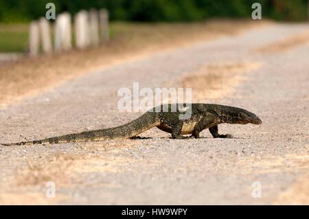 Thailand, Water monitor lizard (Varanus salvator) Stock Photo