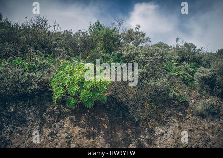 plants of canary islands on mountain top Stock Photo