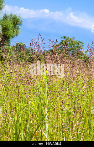 travel to Italy - view of green grass on meadow and Etna mount in Sicily Stock Photo