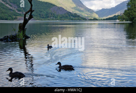 Three ducks on Llyn Padran, Llanberis, North Wales, UK. Stock Photo