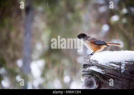 Siberian Jay looking around in winter Stock Photo