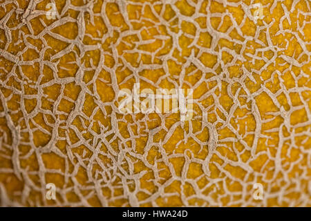Close-up on a honeydew melon. Texture background. Stock Photo