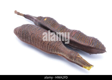 Dry Pods of Java Cassia/ Pink Shower/ Apple Blossom/ Rainbow Shower Tree/ Cassia Javanica, Isolated - Stock Photo