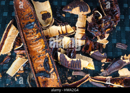 Cracked Dry Pods of Java Cassia/ Pink Shower/ Apple Blossom/ Rainbow Shower Tree/ Cassia Javanica, Isolated - Stock Photo