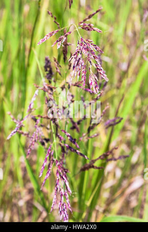travel to Italy - Panicles of Festuca rubra (red fescue, creeping red fescue) cllose up on meadow in Sicily Stock Photo