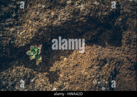 very small plant of canary islands on mountain top Stock Photo