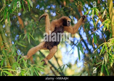 India, Tripura state, Gumti wildlife sanctuary, Western hoolock gibbon (Hoolock hoolock), adult female with baby Stock Photo