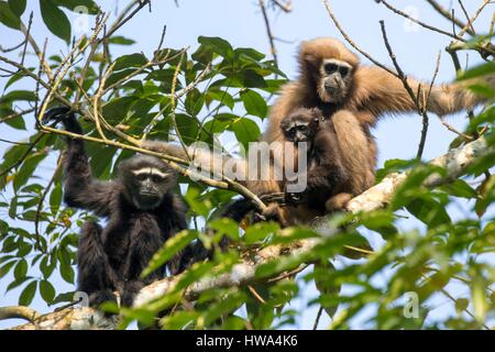 India, Tripura state, Gumti wildlife sanctuary, Western hoolock gibbon (Hoolock hoolock), adult female with baby and a young male Stock Photo