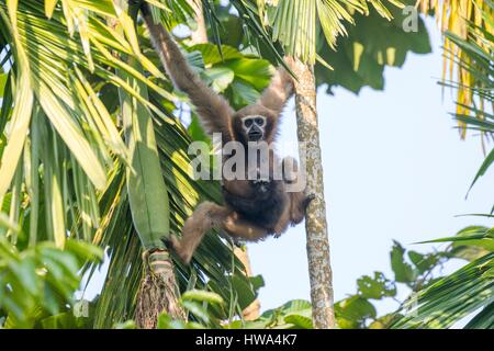 India, Tripura state, Gumti wildlife sanctuary, Western hoolock gibbon (Hoolock hoolock), adult female with baby Stock Photo