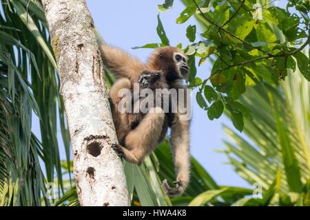 India, Tripura state, Gumti wildlife sanctuary, Western hoolock gibbon (Hoolock hoolock), adult female with baby Stock Photo