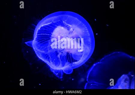 France, Charente-Maritime, La Rochelle, Aquarium La Rochelle (Compulsory Mention), moon jelly also called the moon jellyfish, common jellyfish, or sau