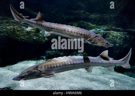 France, Charente-Maritime, La Rochelle, Aquarium La Rochelle (Compulsory Mention), Atlantic Zone, european sea sturgeon (Acipenser sturio) Stock Photo