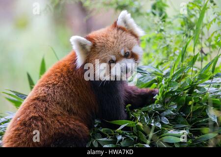 China, Sichuan, Research Base of Giant Panda Breeding or Chengdu Panda Base, Red Panda (Ailurus fulgens), captive Stock Photo