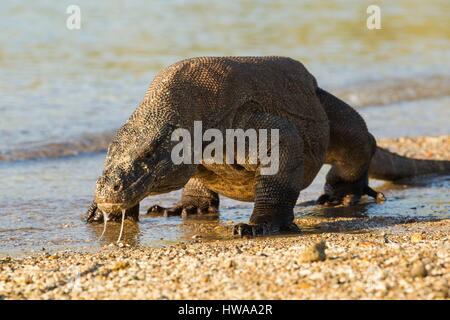 Indonesia, East Nusa Tenggara, Komodo Island, Komodo National Park listed as World Heritage by UNESCO, Komodo Dragon (Varanus komodoensis) walking on Stock Photo