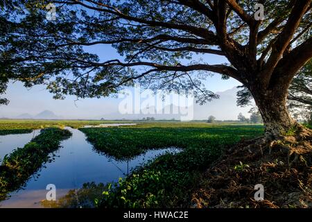 Myanmar, Burma, Karen or Kayin state, Hpa An, water hyacinth - Eichhornia crassipes - in a pond Stock Photo