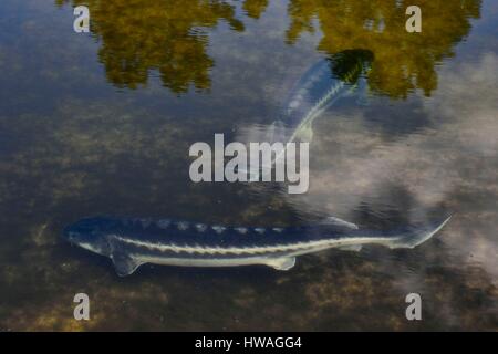 France, Dordogne, Perigord Blanc, Neuvic, Domaine Huso, production company of the Caviar de Neuvic, siberian sturgeon (Acipenser baerii) Stock Photo