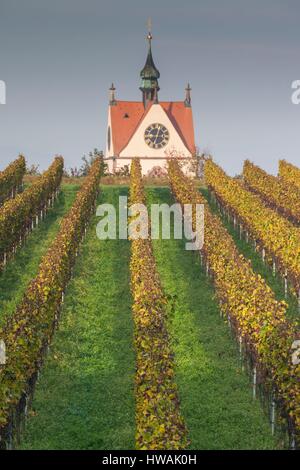Germany, Baden-Wurttemburg, Kaiserstuhl Area, Endingen, elevated view of the Peterkirche church and vineyards, dawn, autumn Stock Photo