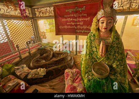 Myanmar, Bago State, Bago, Biggest Burmese Python at Bago Monastery (Python bivittatus) Stock Photo